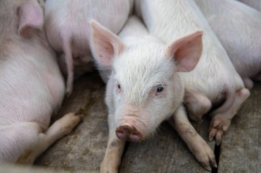 Small piglet sleep in the farm. Group of Mammal indoor waiting feed. swine in the stall. Close up eyes and blur. High quality photo