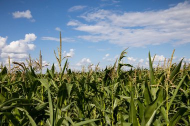Corn in the field close-up, fodder corn for livestock. High quality photo