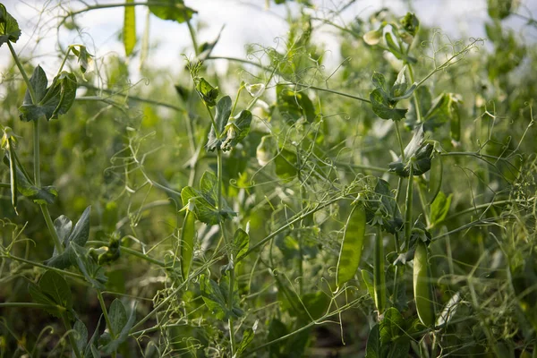 Beautiful close-up of green fresh peas and pea pods. Healthy food. Selective focus on fresh bright green pea pods on plants. Growing peas outdoors and blurred background. High quality photo