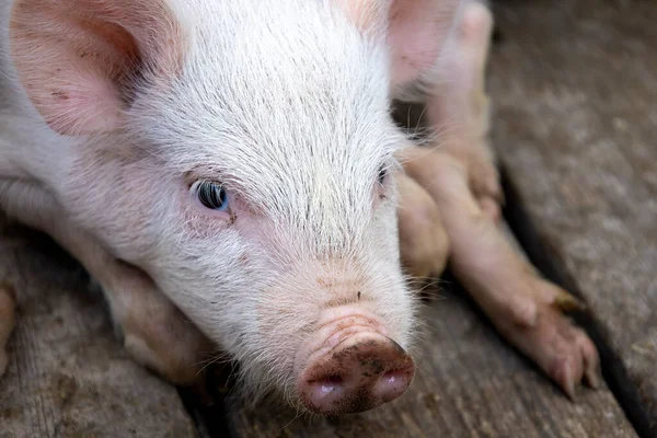 Small piglet sleep in the farm. Group of Mammal indoor waiting feed. swine in the stall. Close up eyes and blur. High quality photo