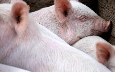 Small piglet sleep in the farm. Group of Mammal indoor waiting feed. swine in the stall. Close up eyes and blur. High quality photo