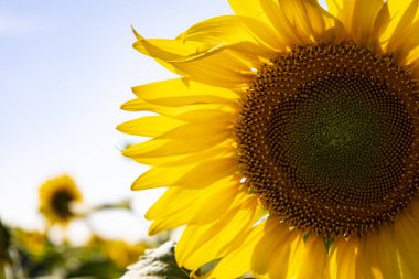 Sunflower field landscape close up. High quality photo