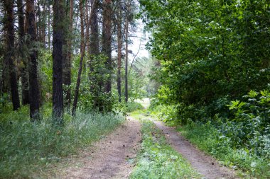 Forest Reserve of Kazakhstan. Cover or screensaver on your phone. High quality photo