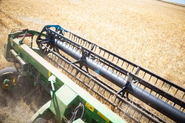 Combine harvester harvests ripe wheat. agriculture. High quality photo