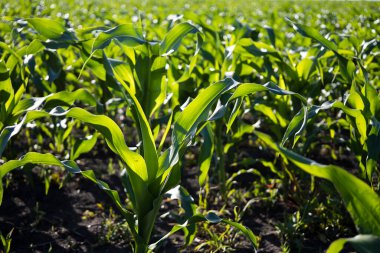 Corn in the field close-up, fodder corn for livestock. High quality photo