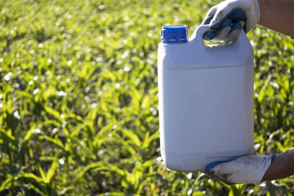 Gloved Worker Holds Canister Background Corn Treatment Corn Fertilizers High — Zdjęcie stockowe