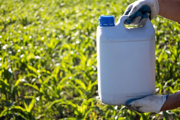 Gloved Worker Holds Canister Background Corn Treatment Corn Fertilizers High Stok Foto