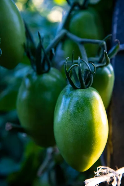 Green tomatoes on the farmers bed. High quality photo