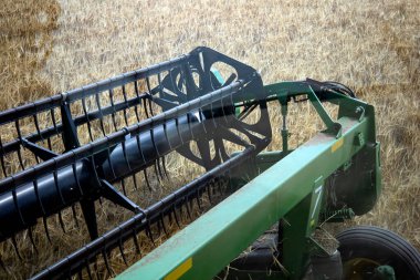 Combine harvester harvests ripe wheat. agriculture. High quality photo