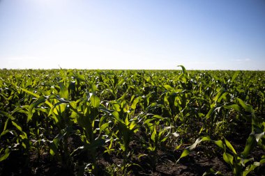 Corn in the field close-up, fodder corn for livestock. High quality photo