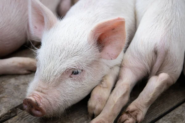 Small piglet sleep in the farm. Group of Mammal indoor waiting feed. swine in the stall. Close up eyes and blur. High quality photo