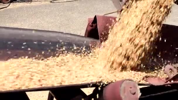 Pile Wheat Bunch Grain Grain Sowing Company High Quality Photo — Stock Video