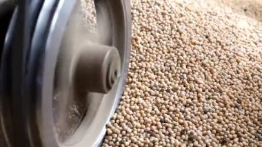 Pea seed cleaning machine, pea seed calibration. High quality photo