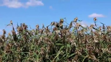 High reeds against the blue sky. High quality photo