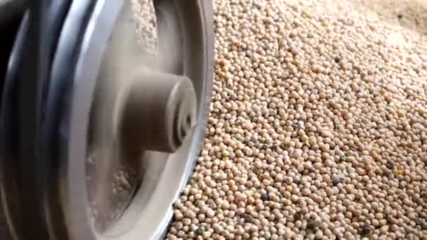 Pea Seed Cleaning Machine Pea Seed Calibration High Quality Photo — Wideo stockowe