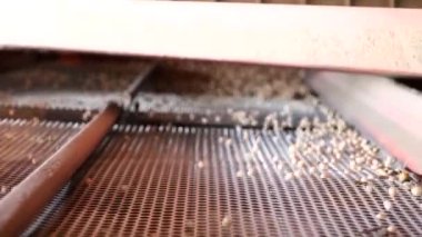 Pea seed cleaning machine, pea seed calibration. High quality photo