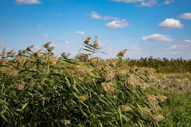 High reeds against the blue sky. High quality photo