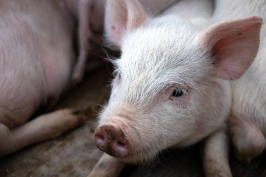 Small piglet sleep in the farm. Group of Mammal indoor waiting feed. swine in the stall. Close up eyes and blur. High quality photo