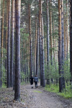 Trail in a dark pine forest on the slopes of the mountain.High quality photo