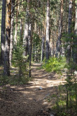 Trail in a dark pine forest on the slopes of the mountain.High quality photo