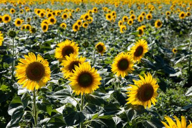 Sunflower field landscape close up. High quality photo