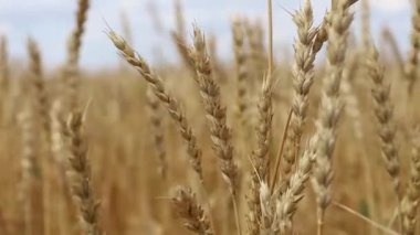 Wheat field, ears of wheat swaying from the gentle wind. Golden ears are slowly swaying in the wind close-up. View of ripening wheat field at summer day. Agriculture industry. High quality FullHD