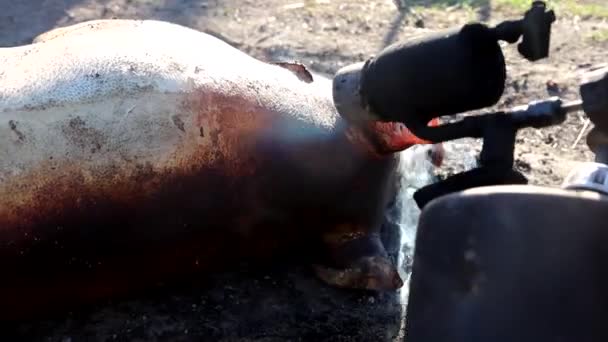 Slakt Tamsvin Landsbygden Uppfödning Grisar För Personligt Bruk Högkvalitativt Foto — Stockvideo