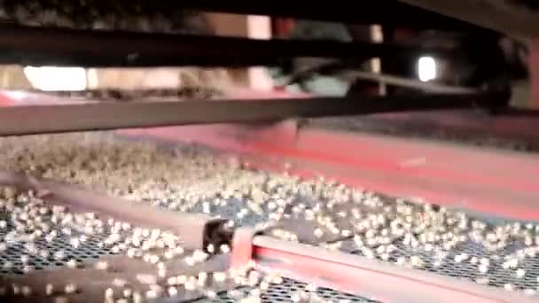 Pea Seed Cleaning Machine Pea Seed Calibration High Quality Photo — Video Stock