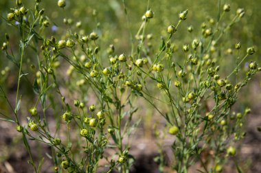 Green seed capsules of flax on the background of a green flax field. High quality photo