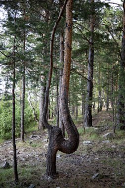 Trail in a dark pine forest on the slopes of the mountain.High quality photo