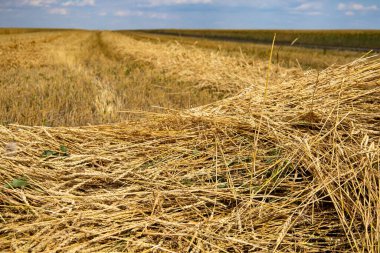 Yellow wheat fields, harvest time. High quality photo