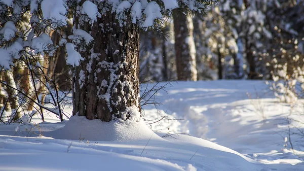 Kış ormanı ve parlak güneş ışınlarıyla manzara. Gün doğumu, gün batımı Güzel karlı ormanda.