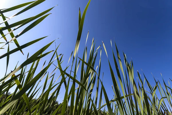 青空の背景に緑の草. — ストック写真