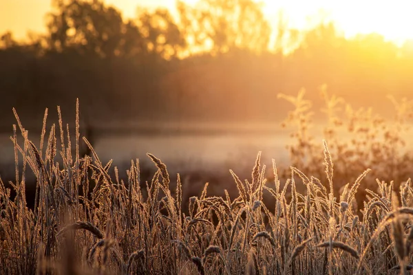Rumput kering membeku saat matahari terbit pada musim gugur atau pagi musim dingin. Stok Foto Bebas Royalti