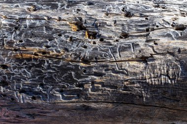 Eski ağacın dokusu tütsülenmiş bir çekirdekle. Kapat..