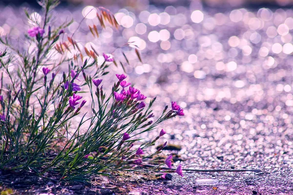 Утром летом или весной. Полевые цветы, легкая размытость, выборочный фокус. Мелкая глубина резкости. — стоковое фото