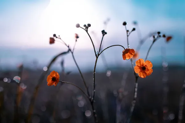Mañana verano o primavera. Hermosas flores silvestres con gotas de rocío al amanecer, desenfoque de luz, enfoque selectivo. Profundidad superficial del campo. Fotos De Stock