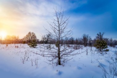 Güzel kış sabahı manzarası. Buz tutmuş uzun ağaçlar..