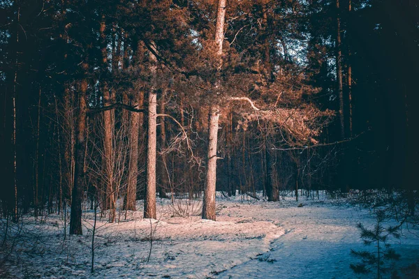 Прекрасное весеннее утро в лесу. Высокие ледяные деревья, покрытые морозом. — стоковое фото