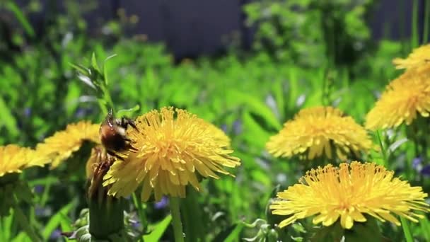 Bumblebee samla pollen I maskros blomma växer på ängen i solig vårdag. Närbild. — Stockvideo