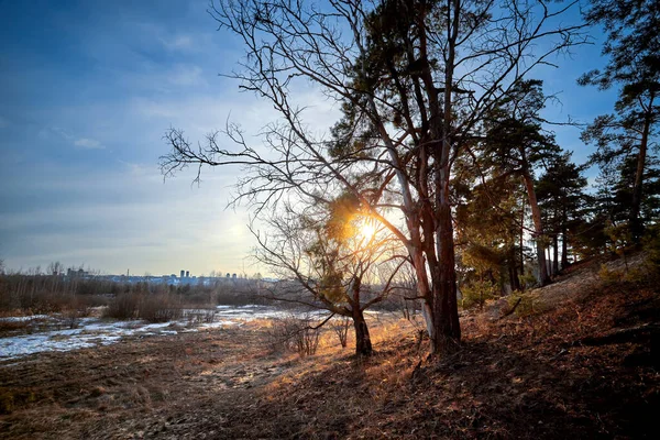 Bosque de pinos primaverales por la noche. Fin del invierno. —  Fotos de Stock