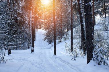 Güneşli bir günde kış çam ormanı. Güneşli, soğuk Ocak.