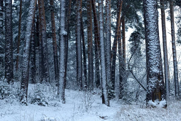 Зимний снежный сосновый лес. Зима в России. — стоковое фото