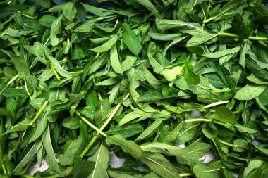 Mellssa yaprakları kurutucuda yatıyor..