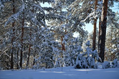Rusya 'da çam ormanı güneşli bir günde.