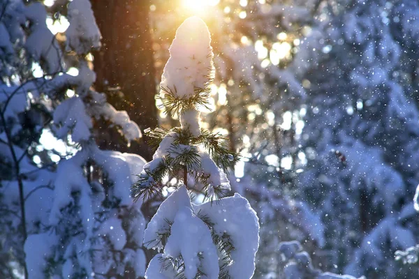 Bosque de pino de invierno en día soleado en Rusia. — Foto de Stock