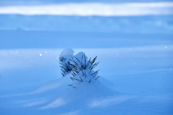 Young pine sprout sticking out of the snow. Stock Photo
