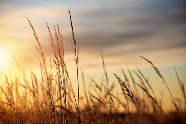 Fondo de hierba seca al amanecer o al atardecer. Concepto de verano. —  Fotos de Stock