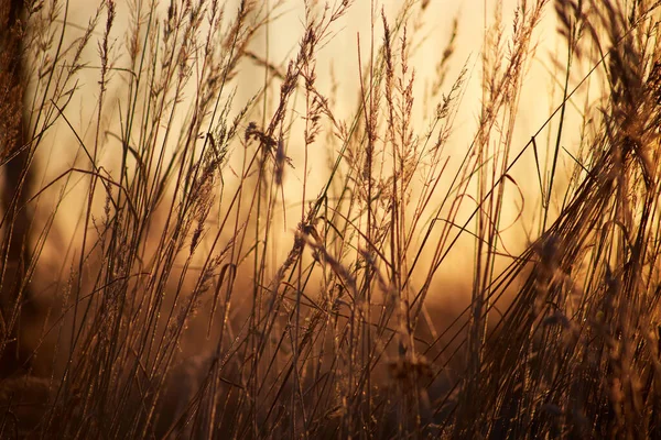 Pozadí suché trávy při východu nebo západu slunce. Letní koncept. — Stock fotografie