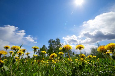 Güneşli bahar gününde mavi gökyüzüne karşı sarı karahindiba çayırı.